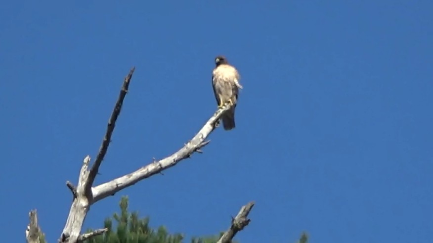 káně rudochvostá - ML644620611