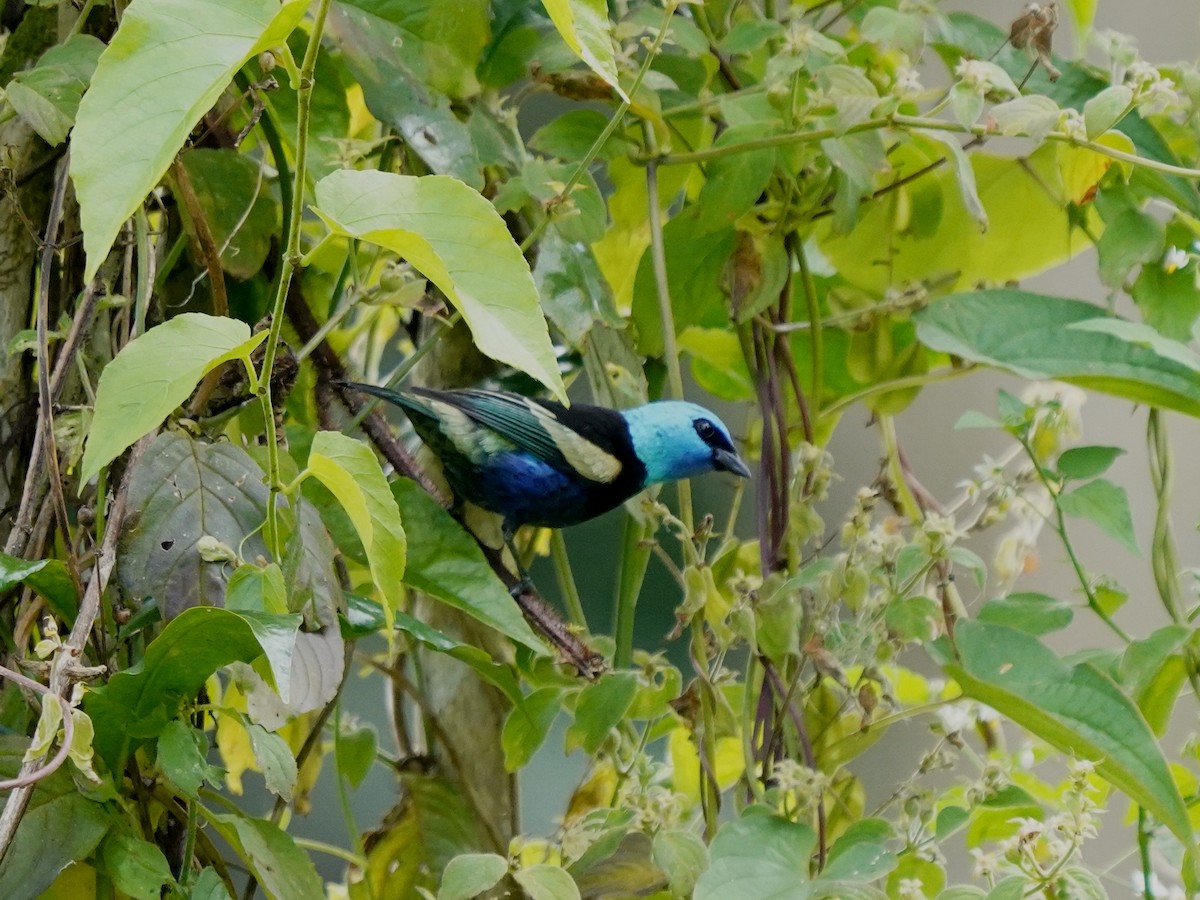 Azurkopftangare - ML644620612