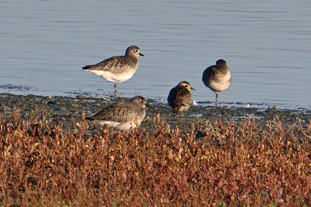 sibirlo - ML644620615