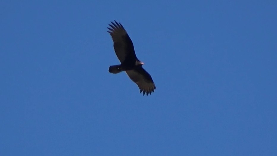 Turkey Vulture - ML644620618