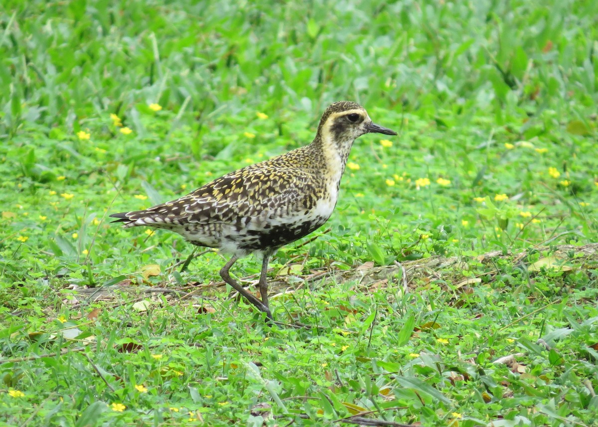 sibirlo - ML644620619