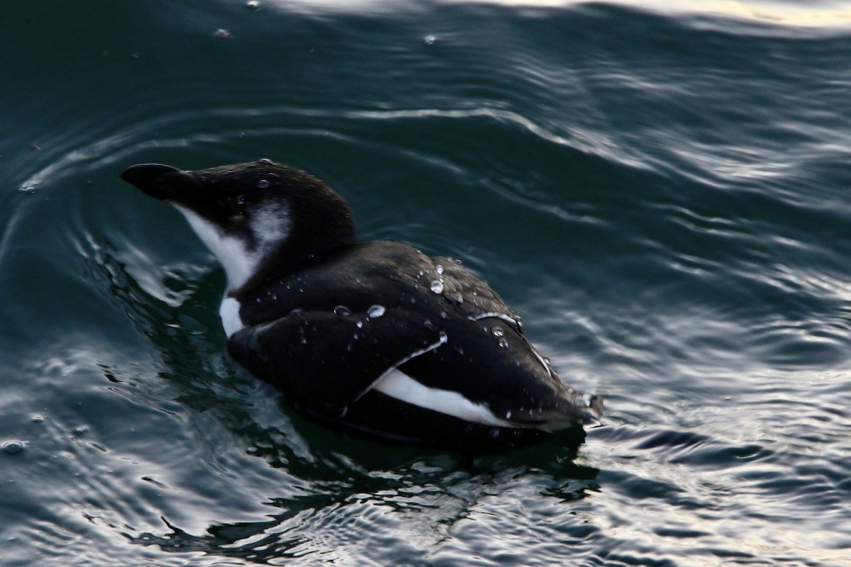 Gazza marina - ML644620620