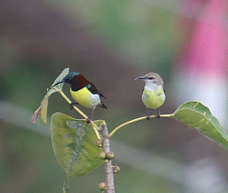 Purple-rumped Sunbird - ML644620622