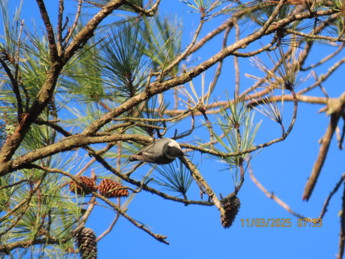 Sittelle à poitrine blanche - ML644620624