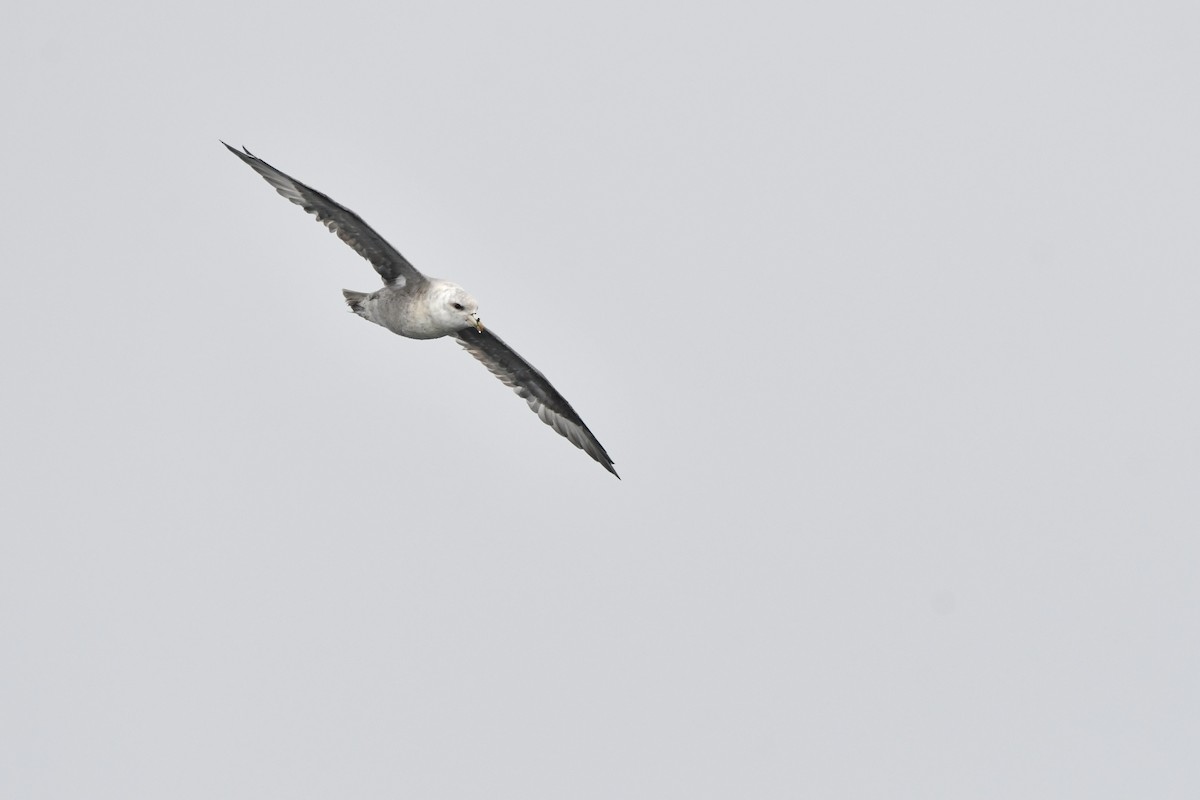 סערון שחפי - ML644620631