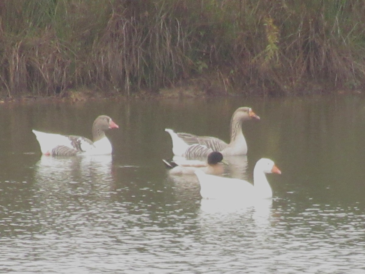 husa velká (domestikovaná) - ML644620637