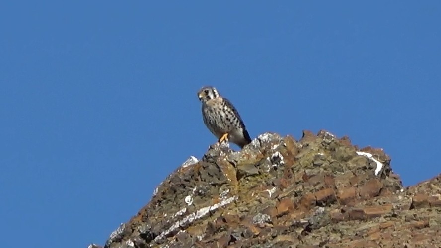 poštolka pestrá - ML644620638