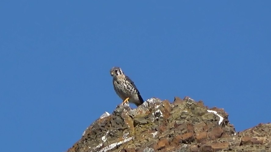 poštolka pestrá - ML644620639