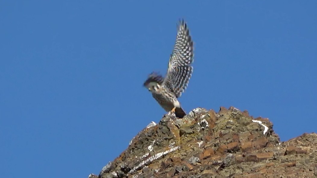 poštolka pestrá - ML644620640