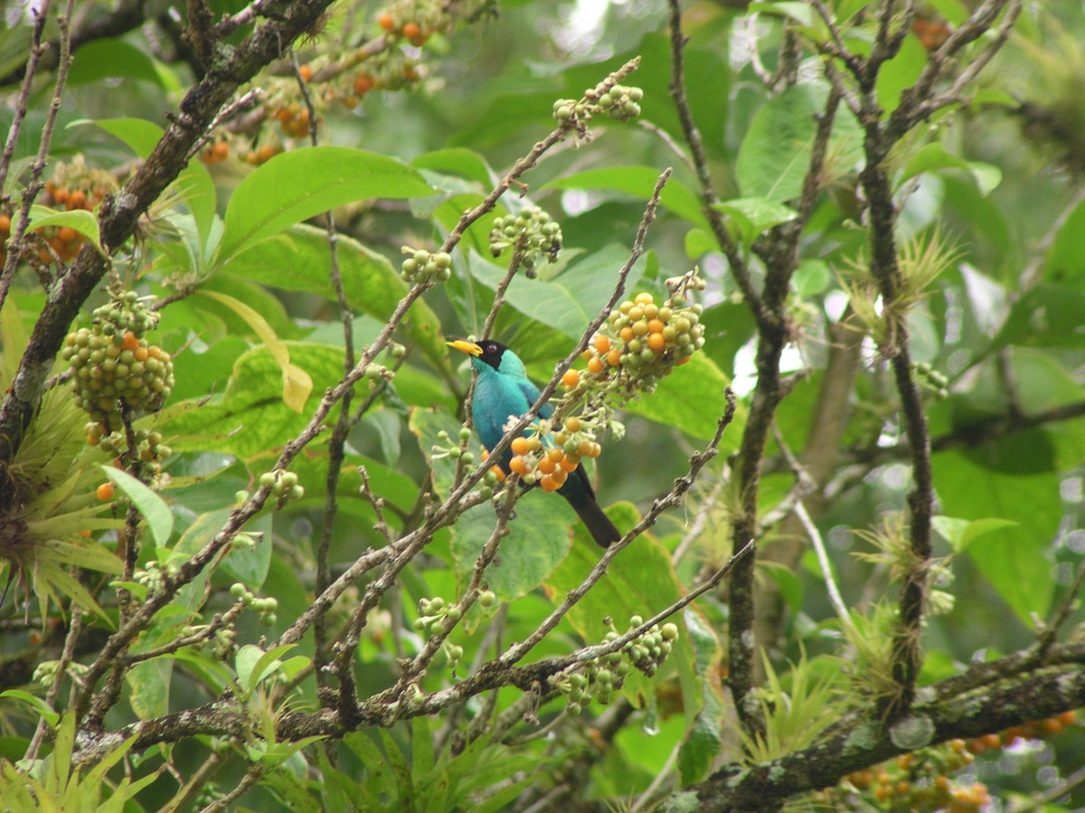 Green Honeycreeper - ML644620646
