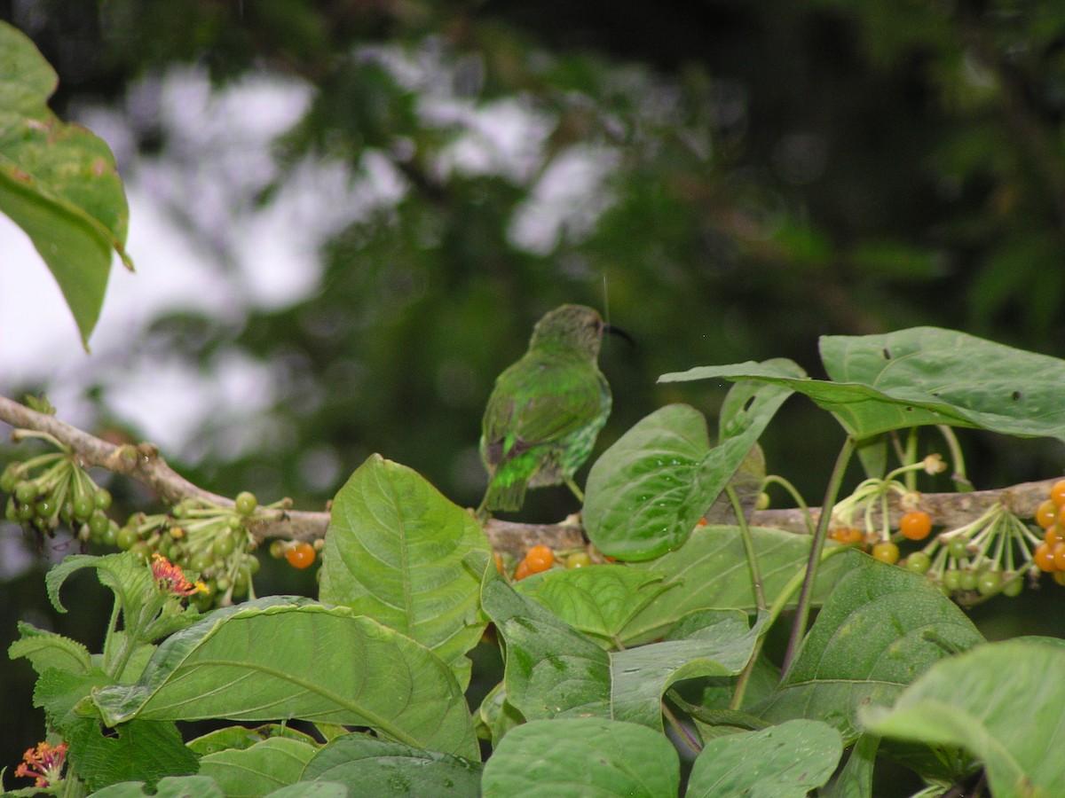 Purple Honeycreeper - ML644620647