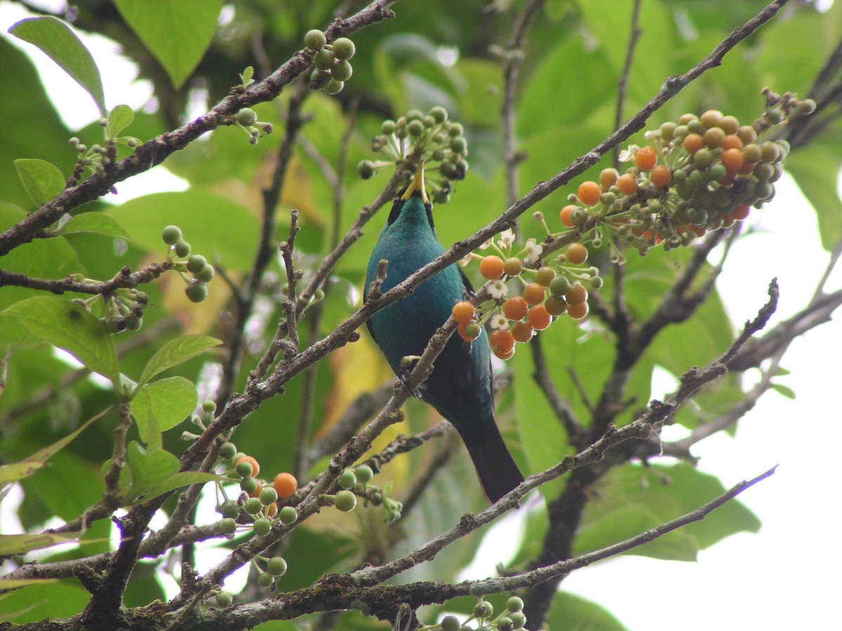 Green Honeycreeper - ML644620648