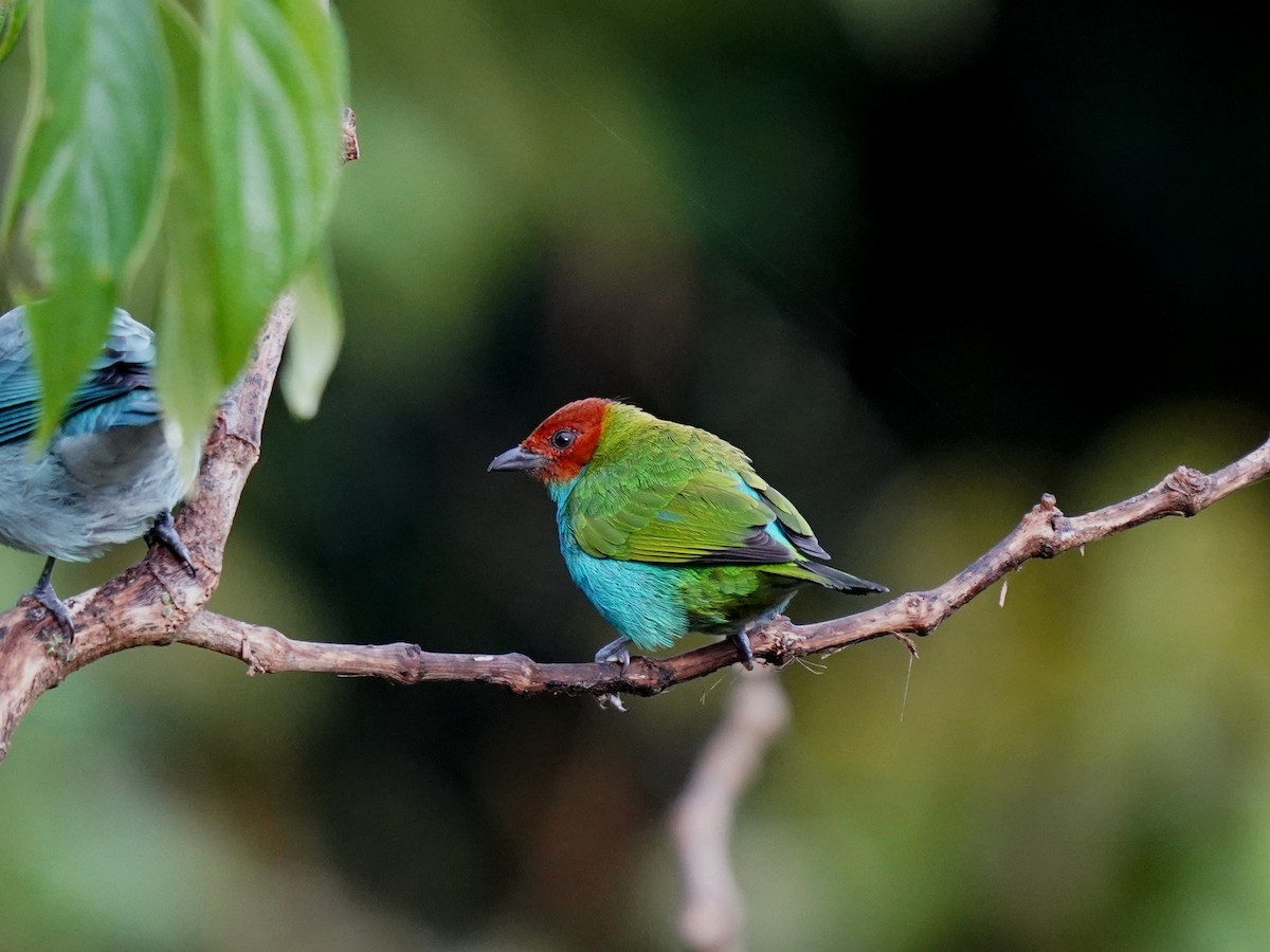 Bay-headed Tanager - ML644620650
