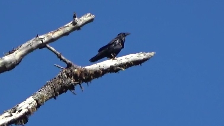 Kuzgun - ML644620662