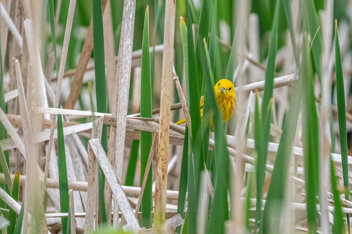 Northern Yellow Warbler - ML644620672