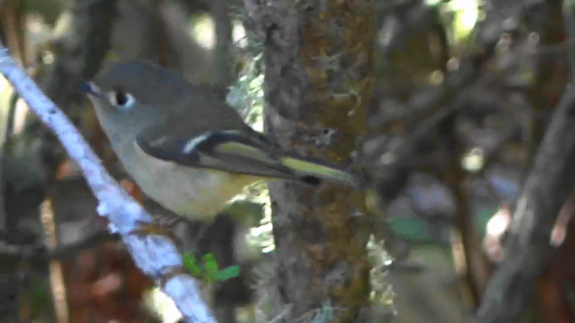 králíček americký - ML644620682