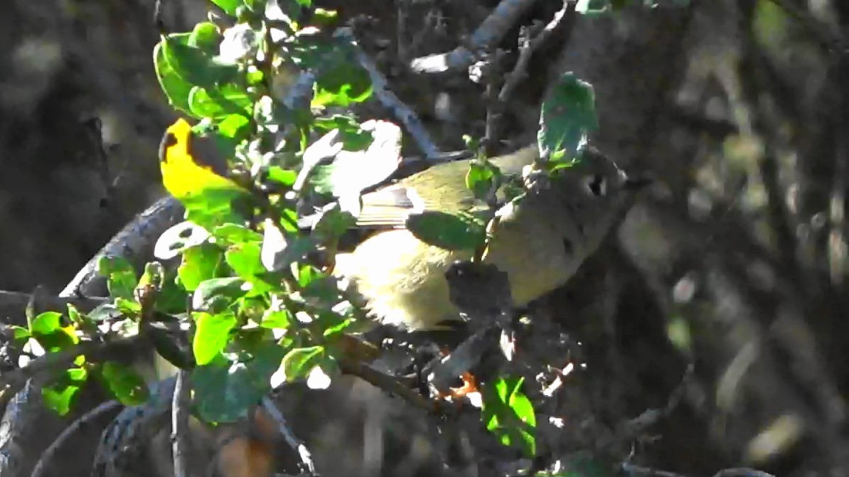 králíček americký - ML644620683