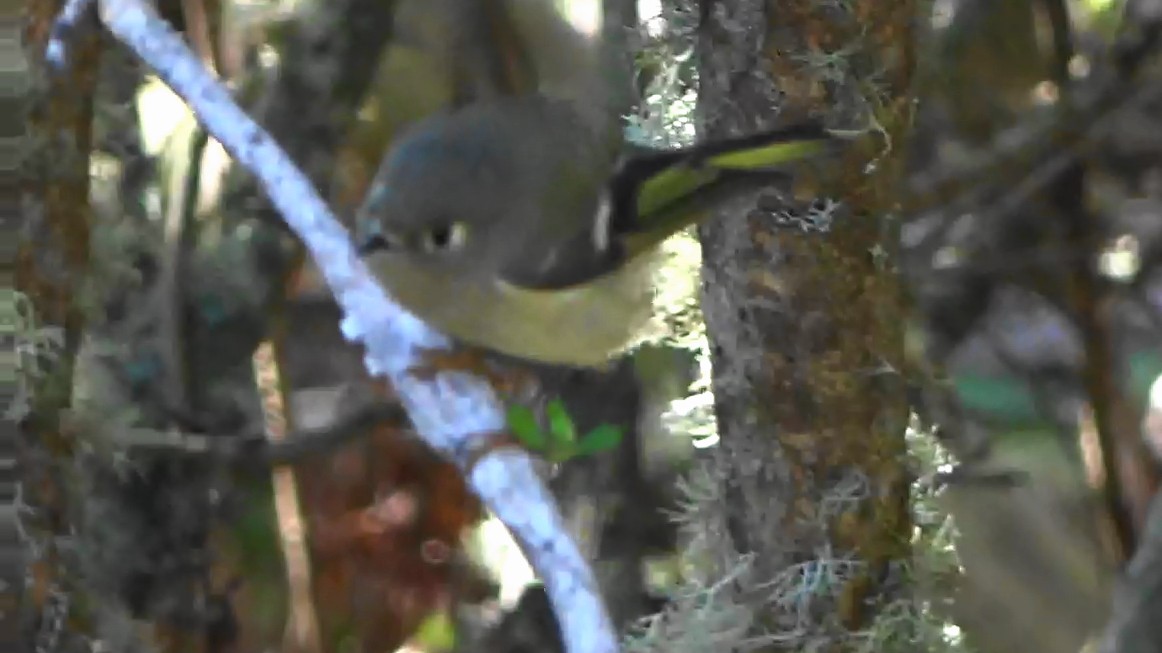 králíček americký - ML644620684