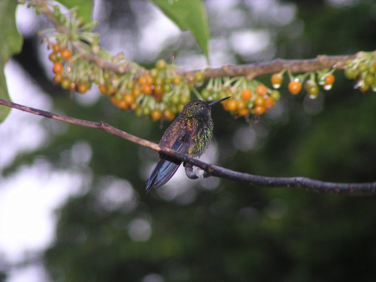 Copper-rumped Hummingbird - ML644620687