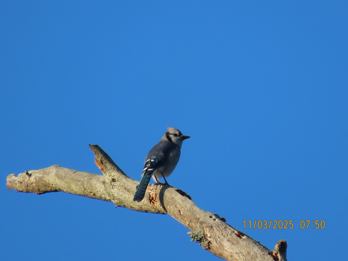 Blue Jay - ML644620696