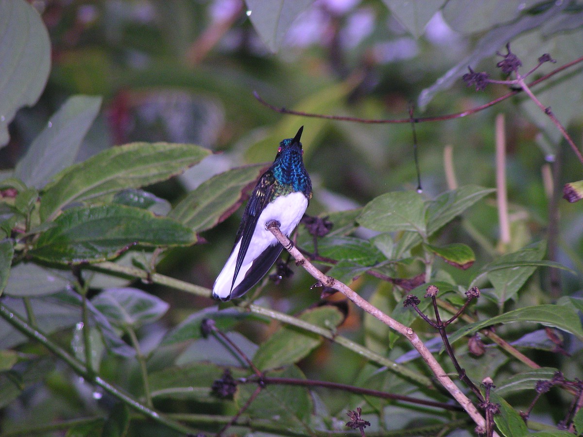 White-necked Jacobin - ML644620697