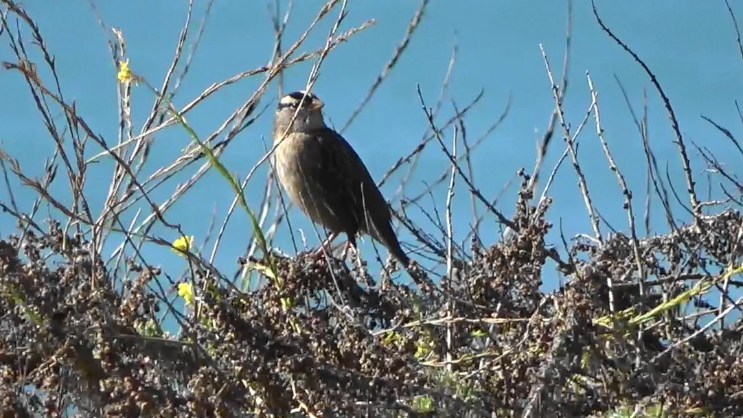 strnadec bělopásý - ML644620698