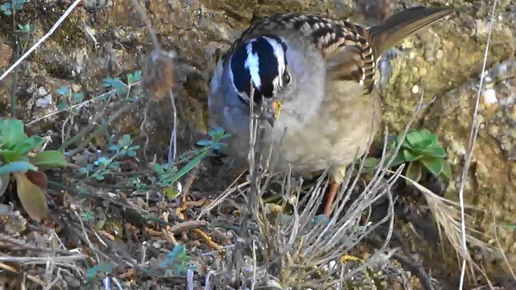 strnadec bělopásý - ML644620699