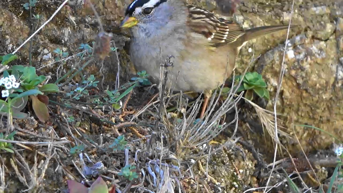 strnadec bělopásý - ML644620701