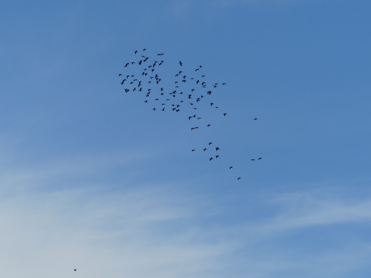 ブロンズトキ - ML644620712