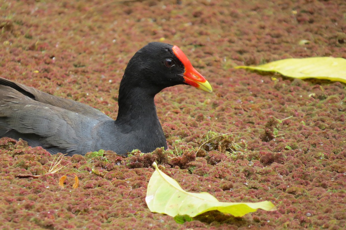 Common Gallinule (Hawaiian) - ML644620714