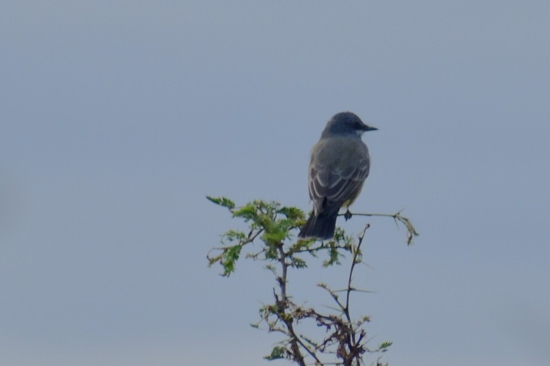 Cassin's Kingbird - ML644620721