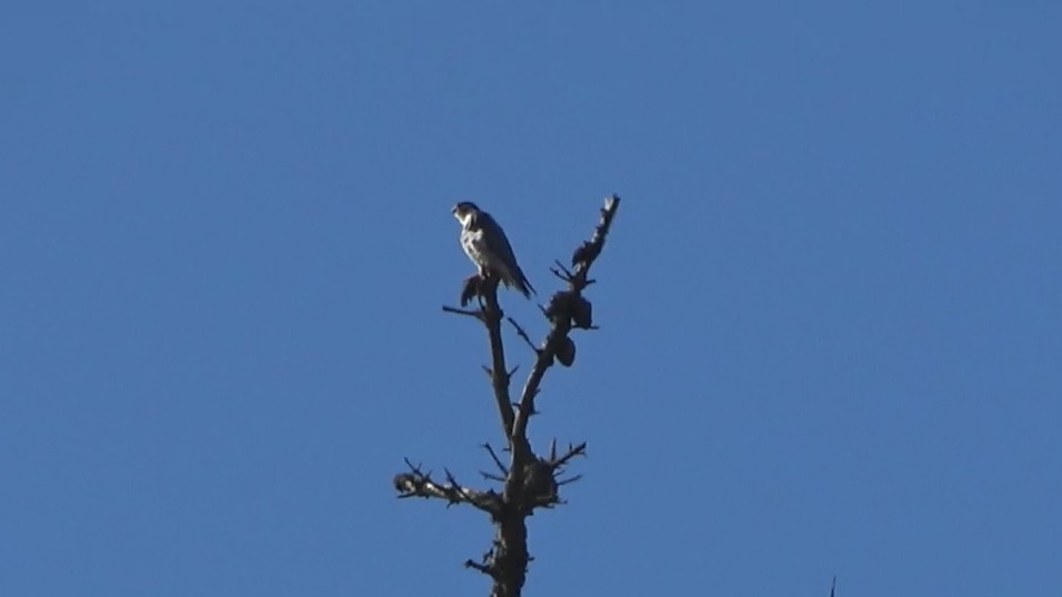 Peregrine Falcon - ML644620725