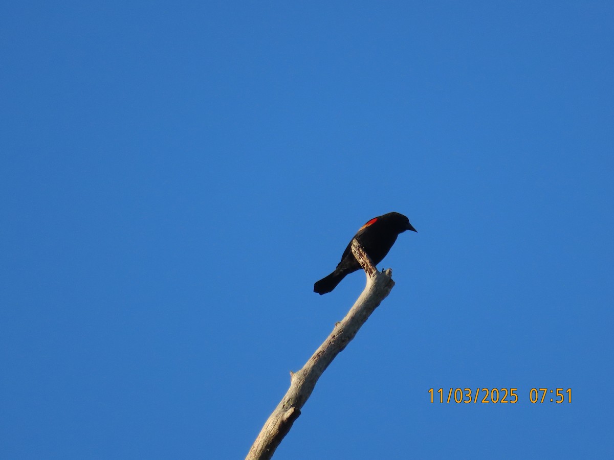 Red-winged Blackbird - ML644620730