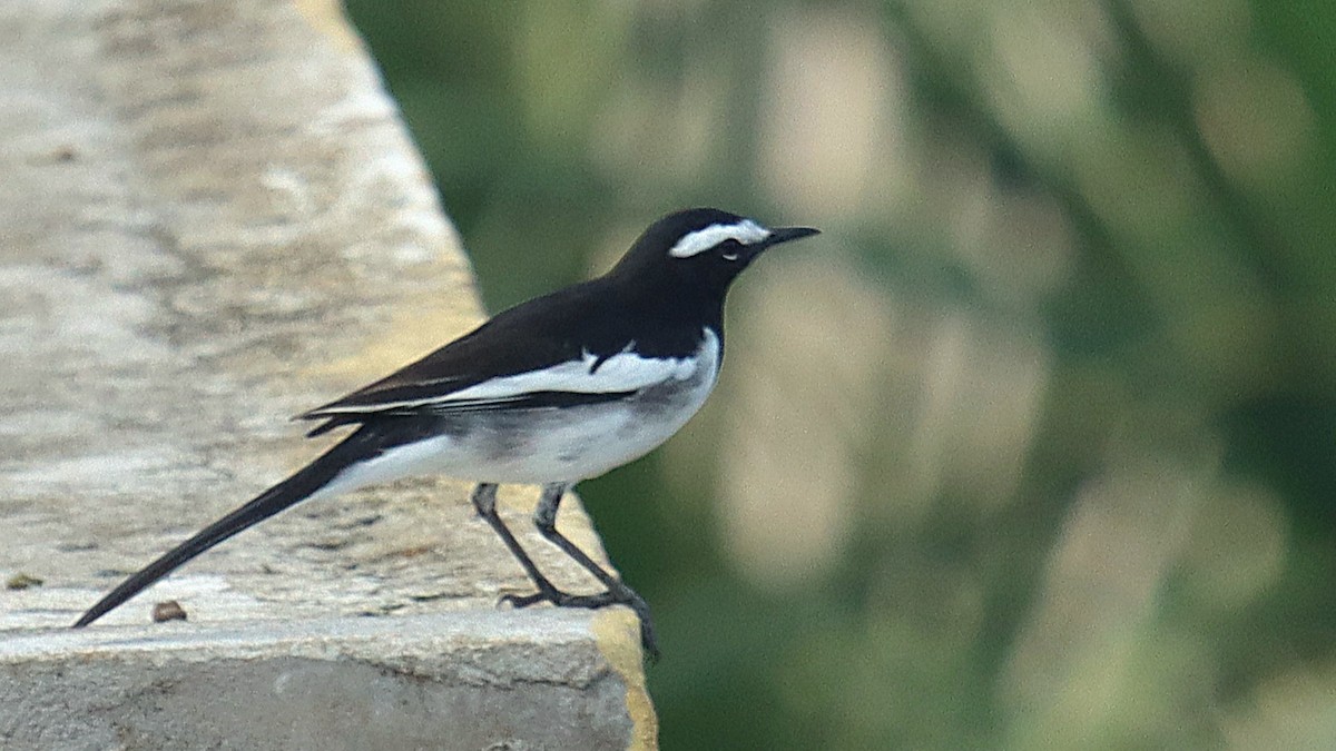 Bergeronnette indienne - ML644620734