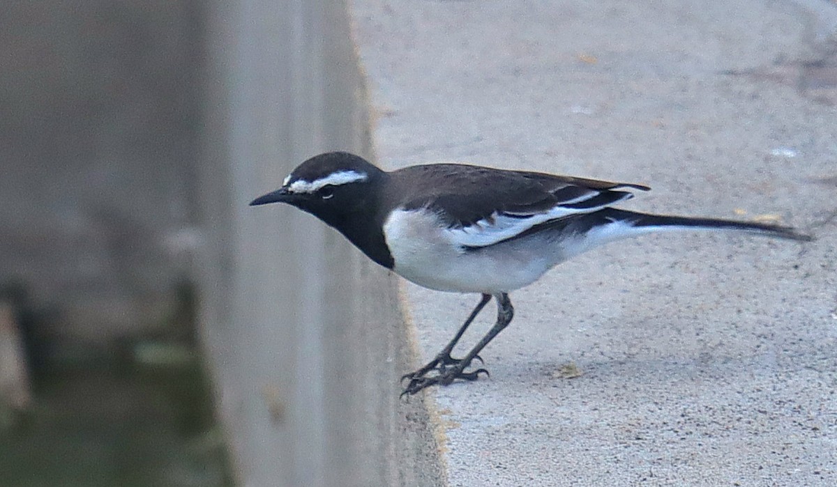 Bergeronnette indienne - ML644620735