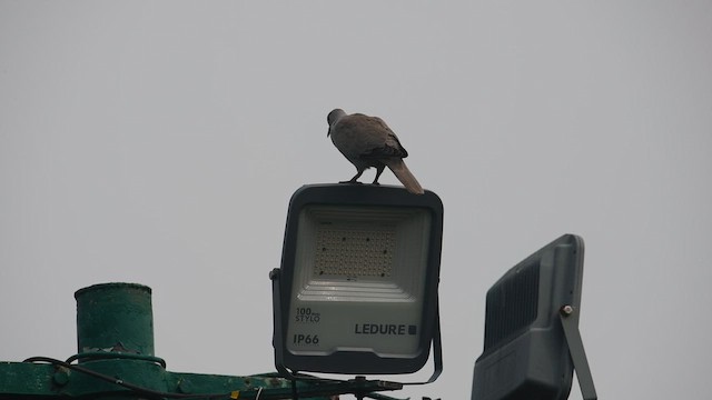 シラコバト - ML644620740