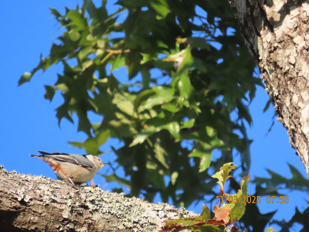 Sittelle à poitrine blanche - ML644620741