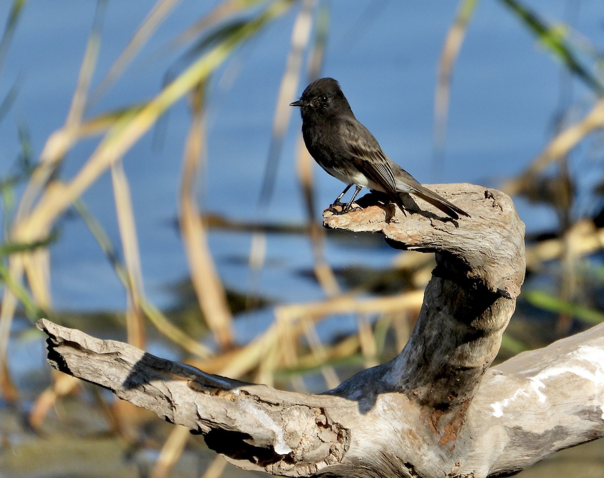 Mosquero Negro - ML644620745