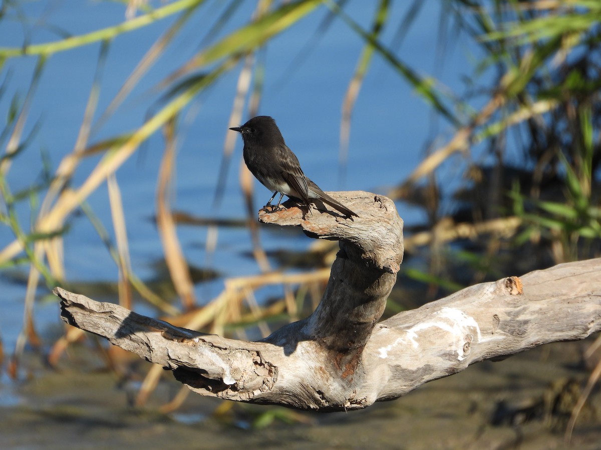 Mosquero Negro - ML644620746