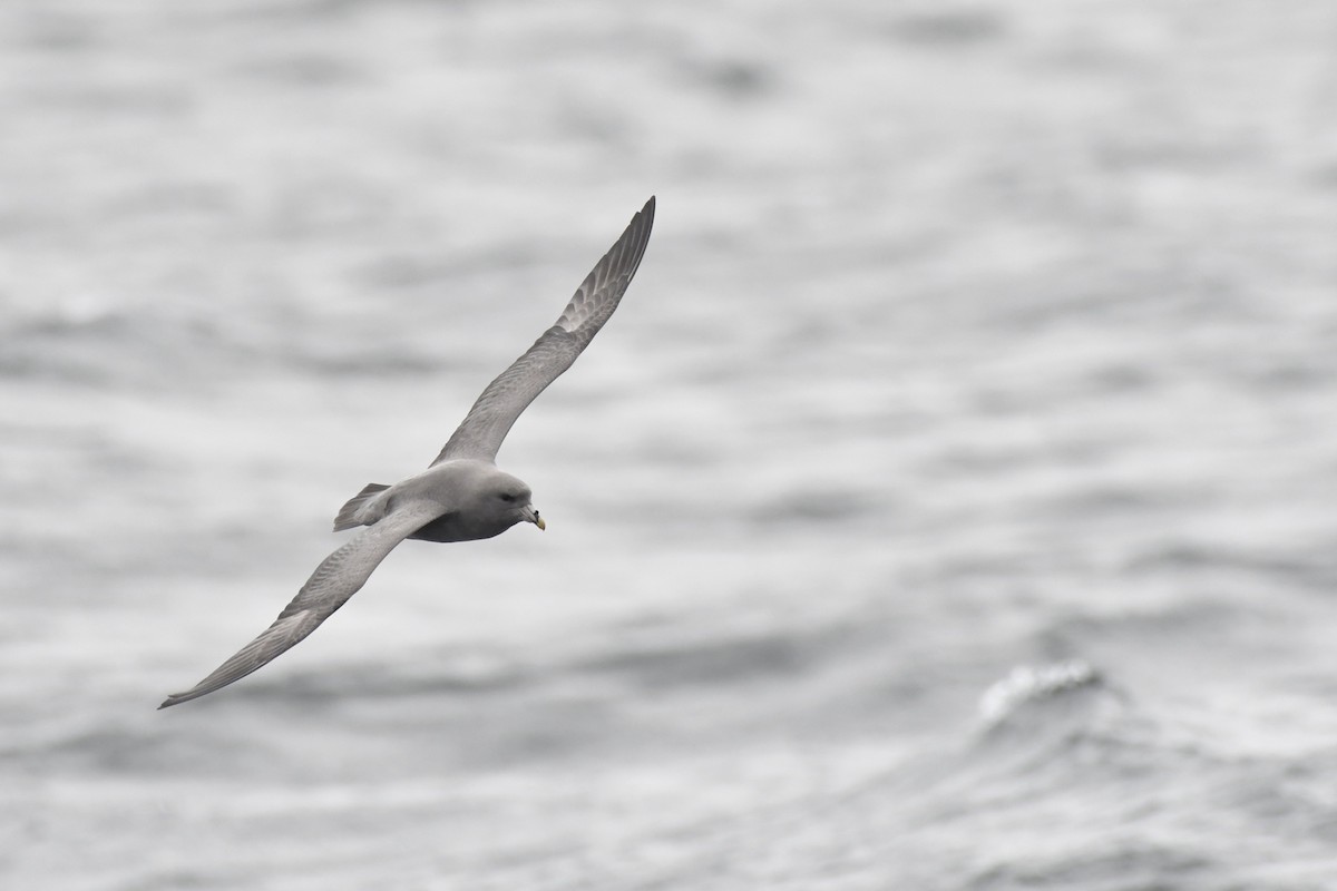סערון שחפי - ML644620752