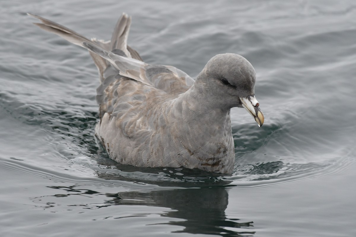 סערון שחפי - ML644620754