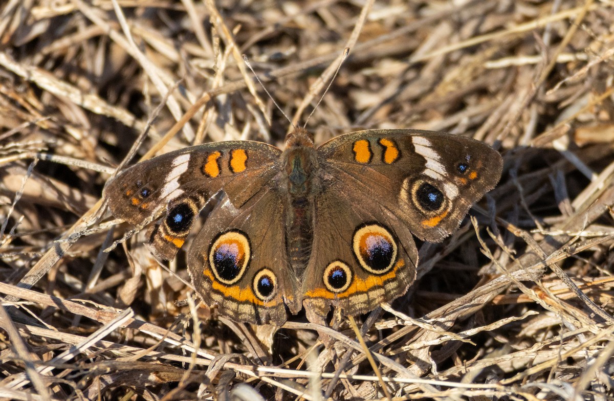 Common Buckeye - ML644620756