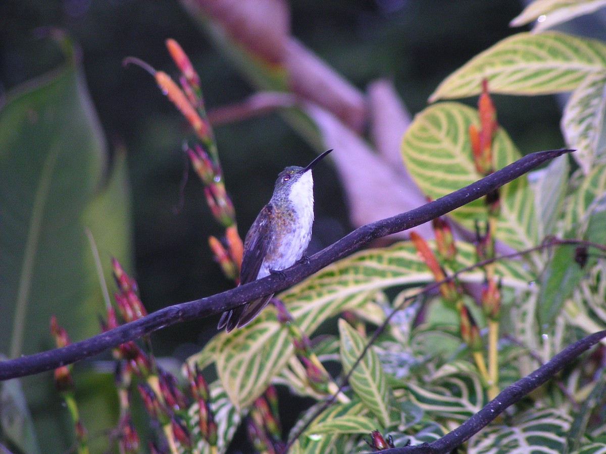White-chested Emerald - ML644620760