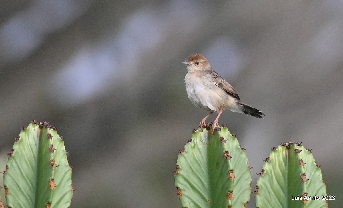 Rattling Cisticola - ML644620761
