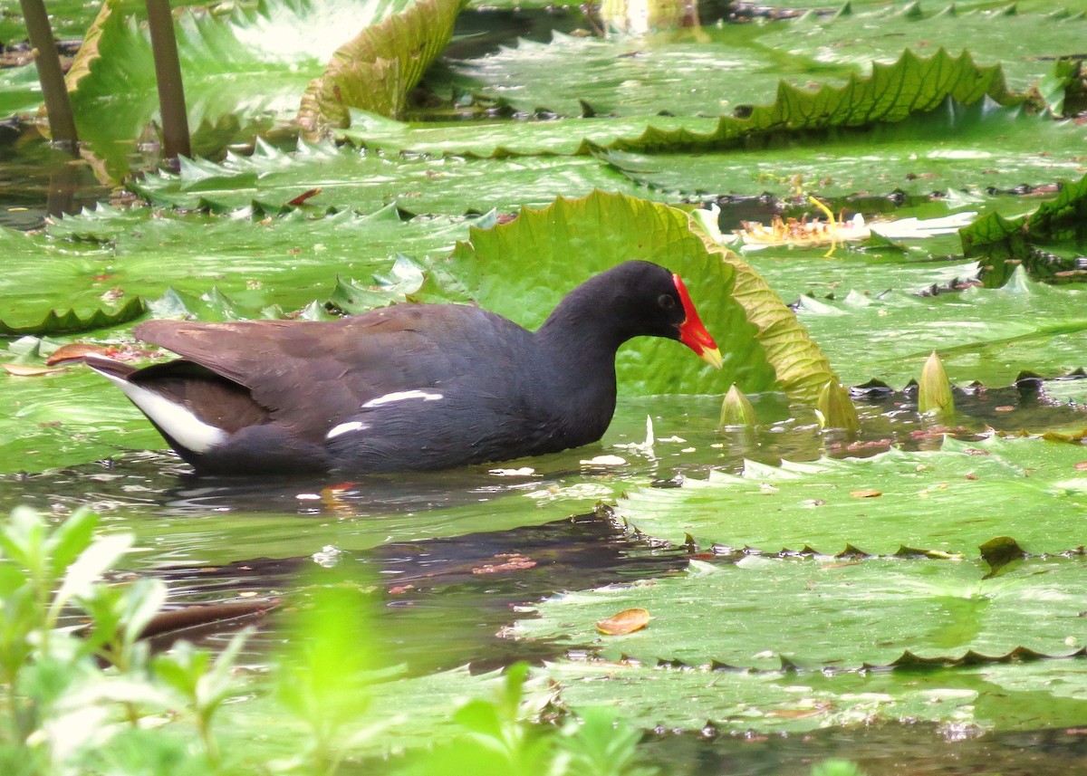 Common Gallinule (Hawaiian) - ML644620763