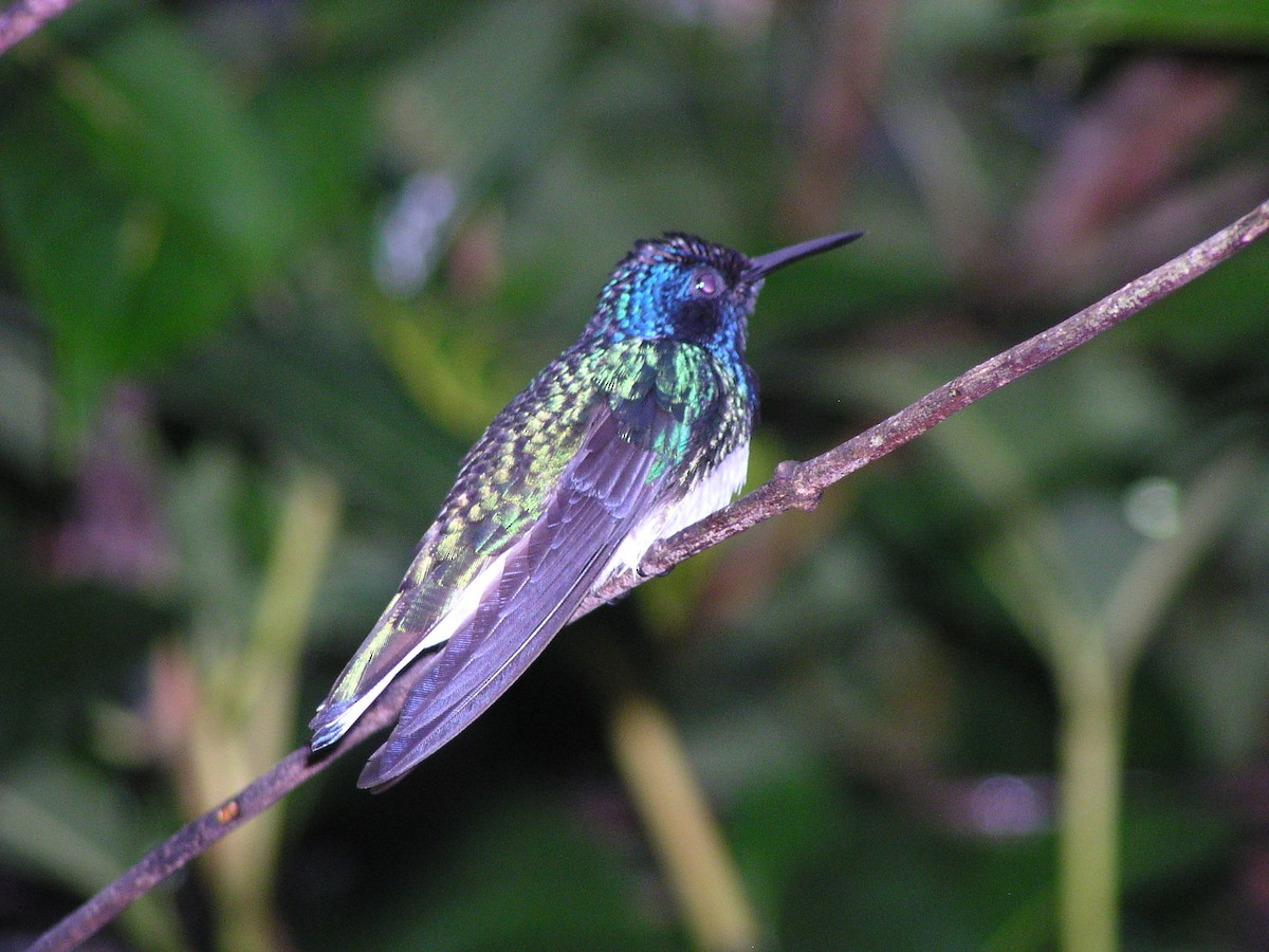 White-necked Jacobin - ML644620770
