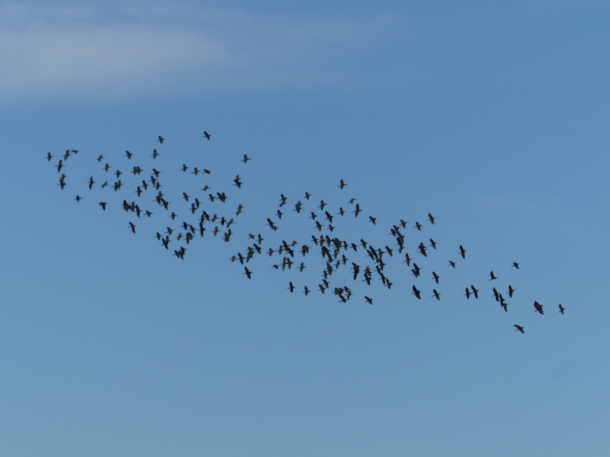 ブロンズトキ - ML644620777