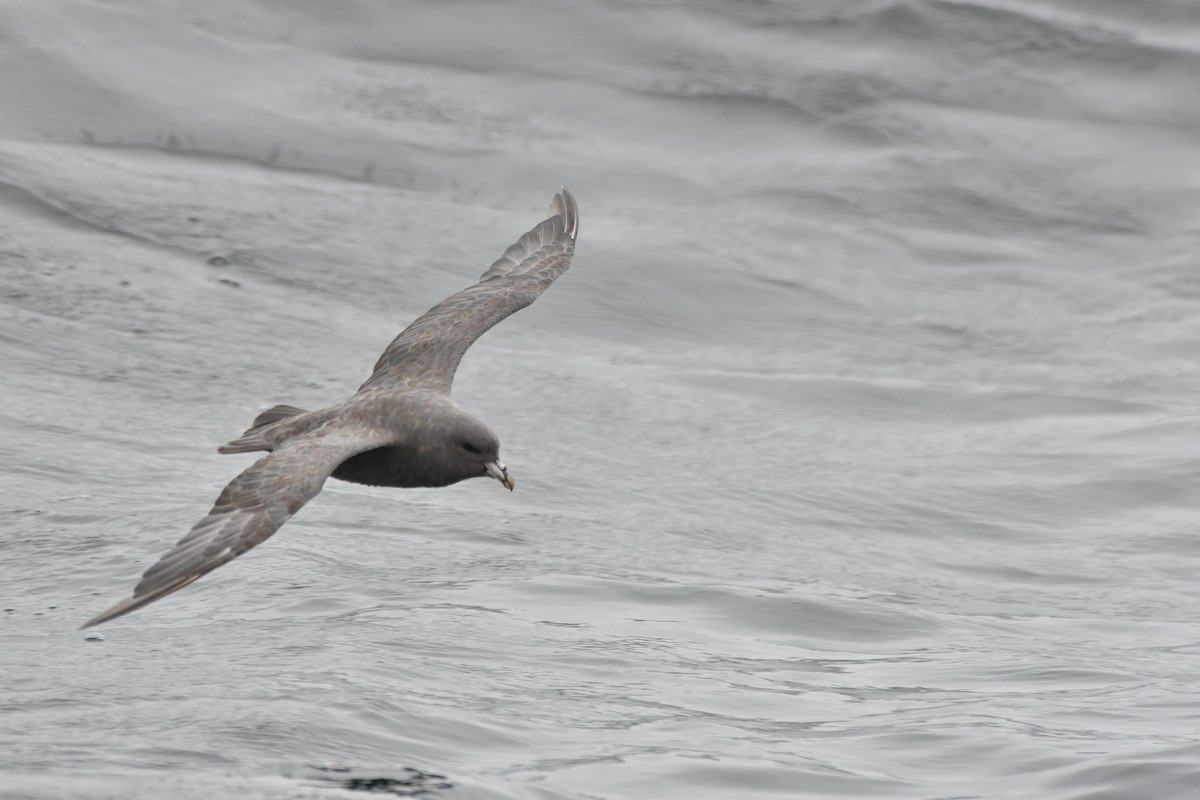 סערון שחפי - ML644620779
