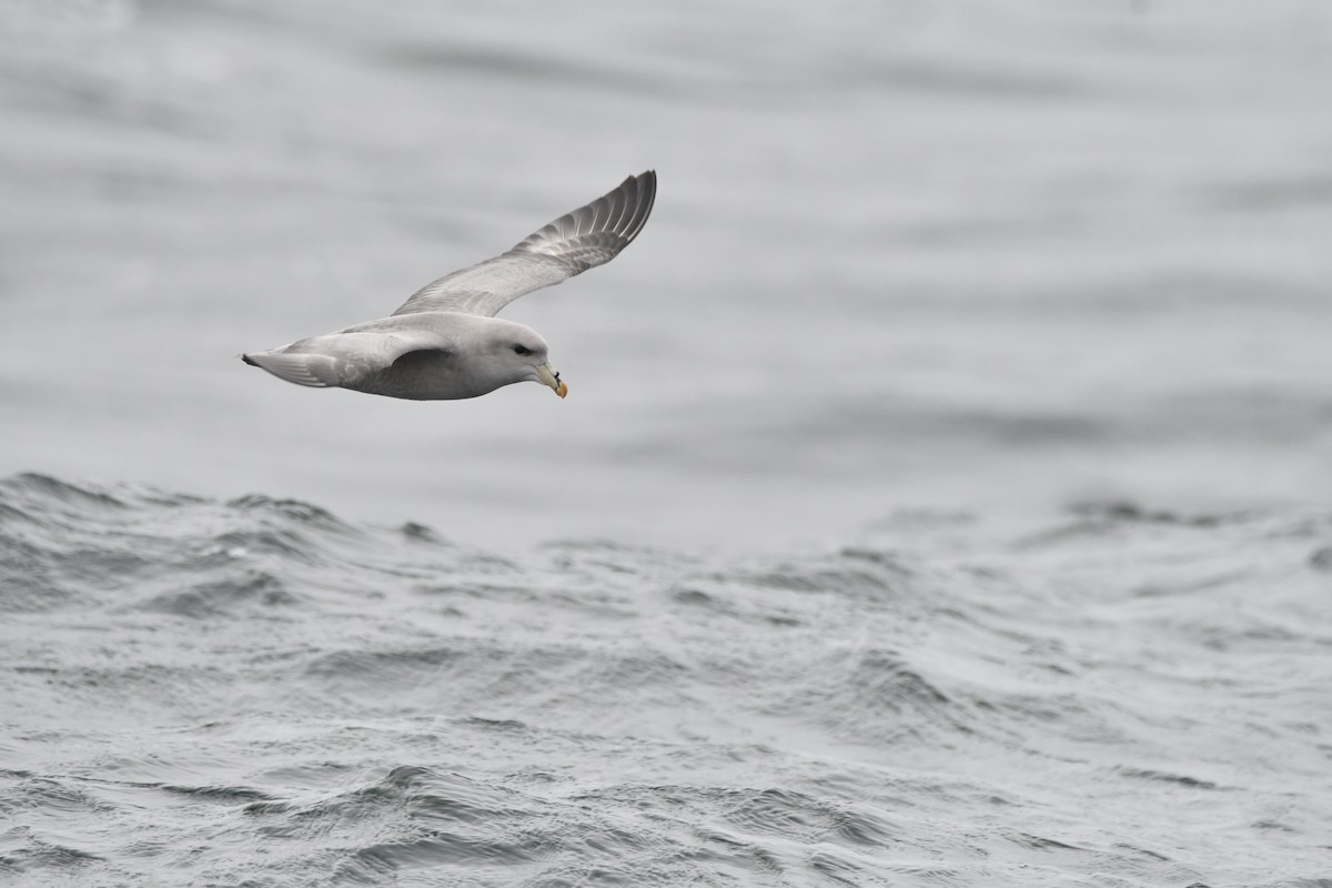 סערון שחפי - ML644620781