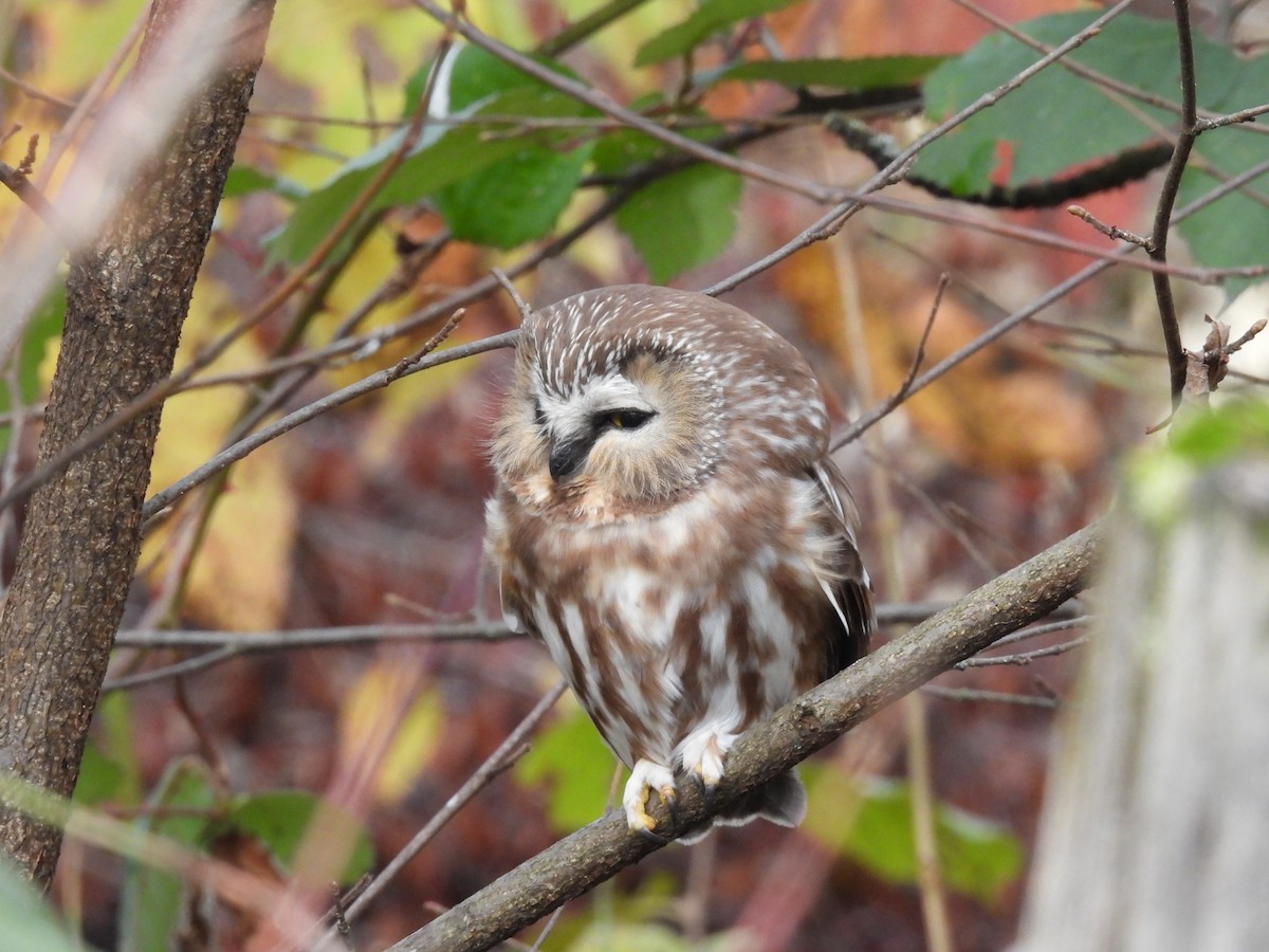 Northern Saw-whet Owl - ML644620794